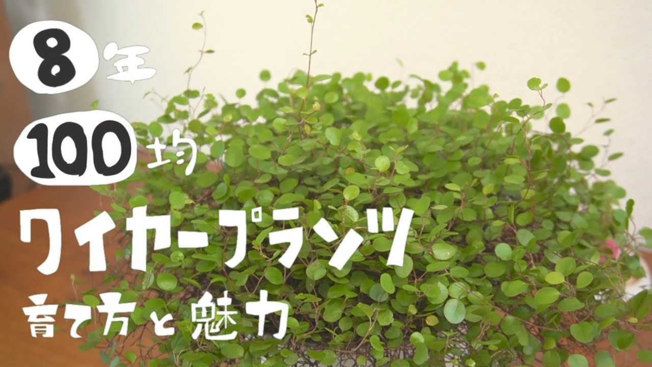 【観葉植物】100均8年ワイヤープランツ大きくしてみた！