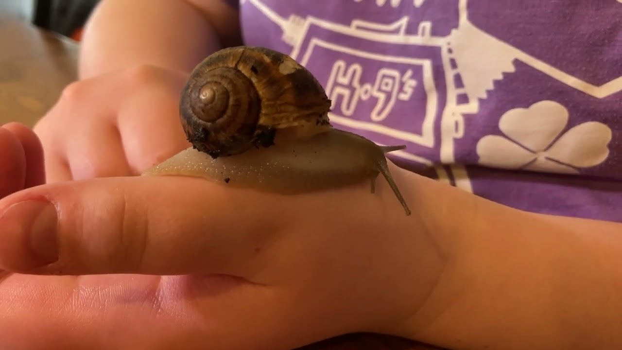 Snelly the snail