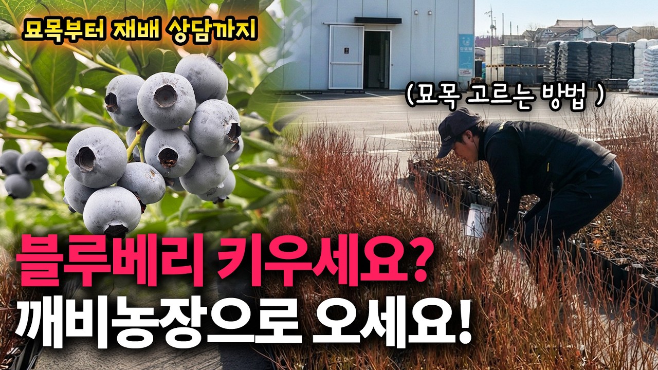 블루베리 묘목 어떤 걸 골라야 할까? 농장에서 알려드립니다