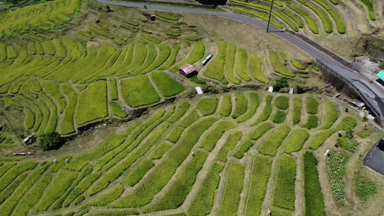 丸山千枚田　2024.8.25