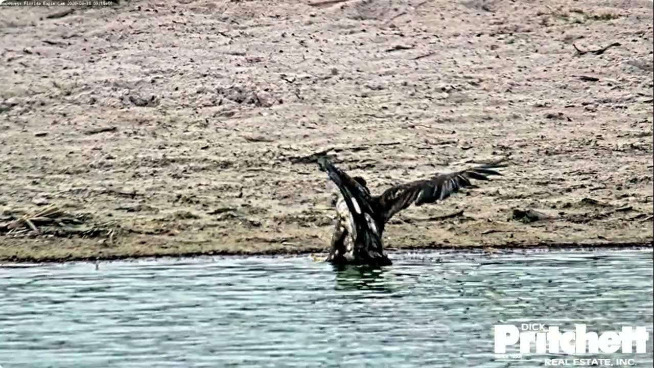 SWFL. E26 enjoys pond water for the first time! 🤩 /09:05 - 09:35/ 2026-03-18