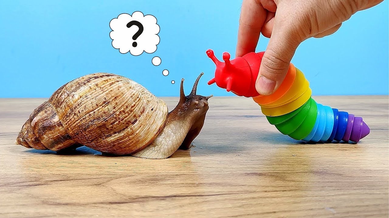 ¿Y si un CARACOL ve a la NUEVA BABOSA viajera antiestrés?