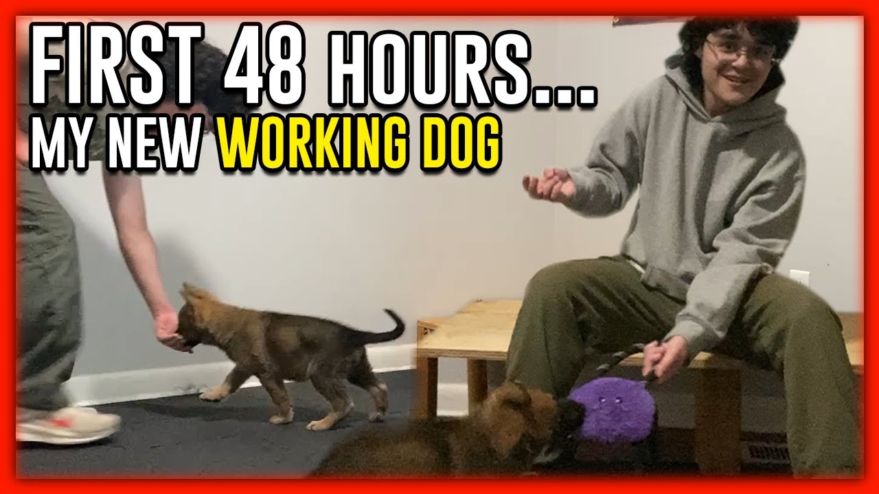 First 48 HOURS Training My Newest K9