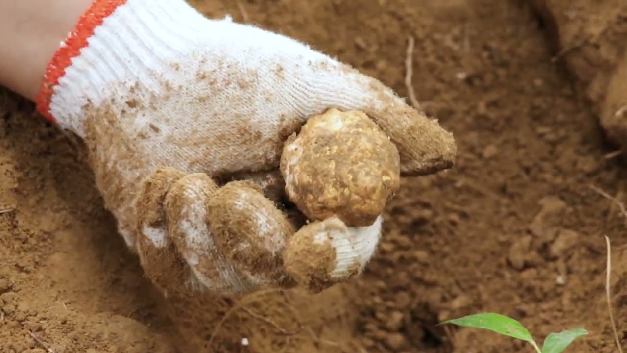 Gold diggers search for gold in the woods without capital