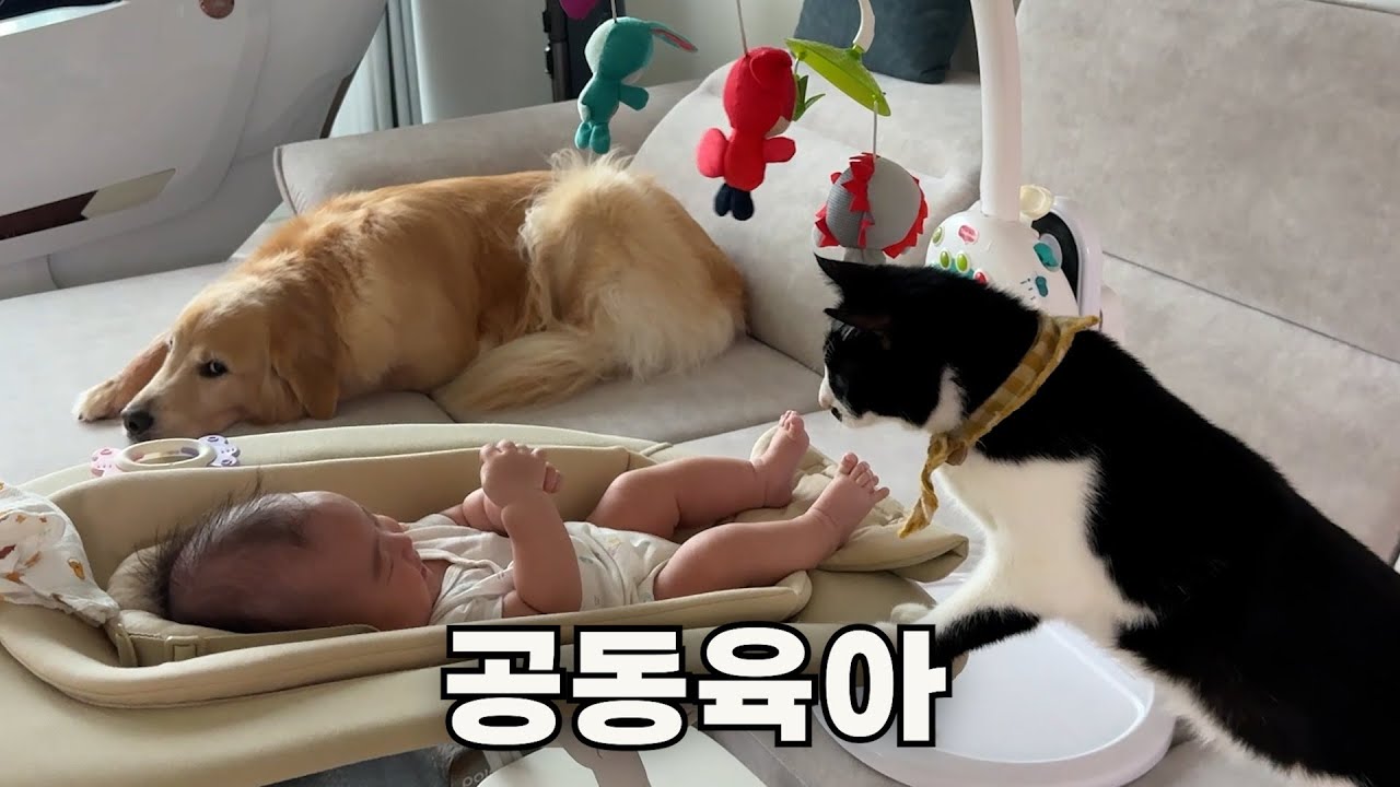 아기는 혼자 키우는게 아니다!! 다함께 공동육아 하는 고양이와 리트리버ㅋㅋ