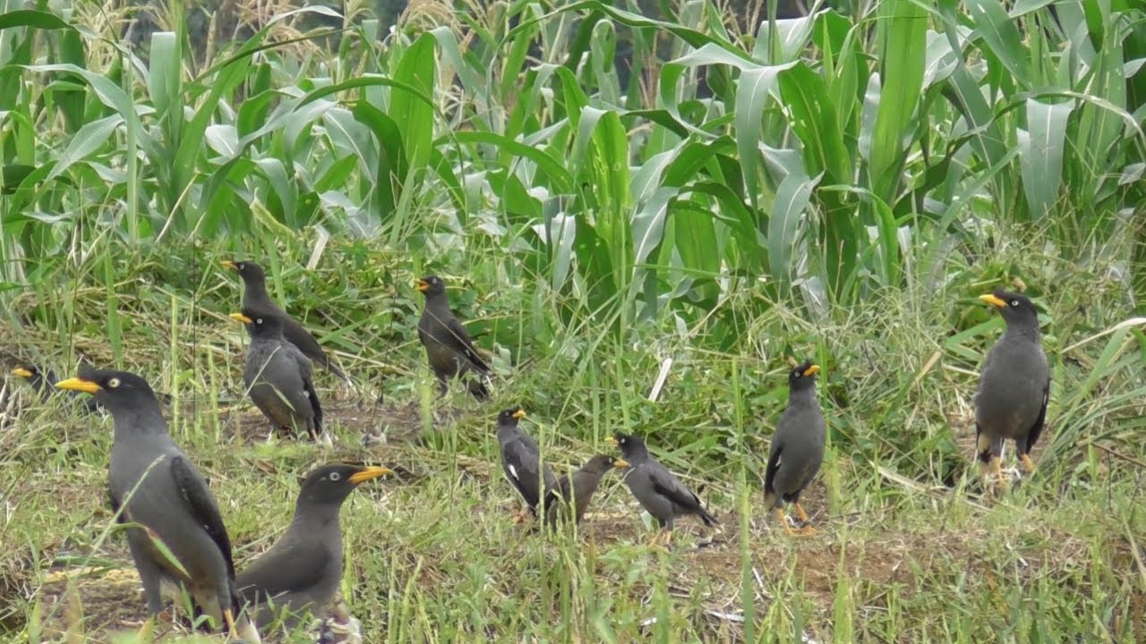 Kejar Kejaran Di serbu Jalak Kebo Kaki Sampai keseleo