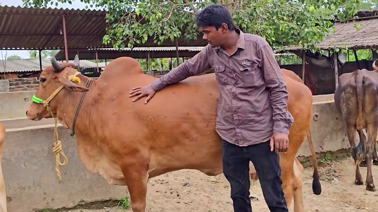👍घर के लिए अच्छी दुध वाली गाय चाहिए तो यहा सोच समझ कर गाय खरीदे गाय अच्छी मिलेगी | Chausa Haat 2025