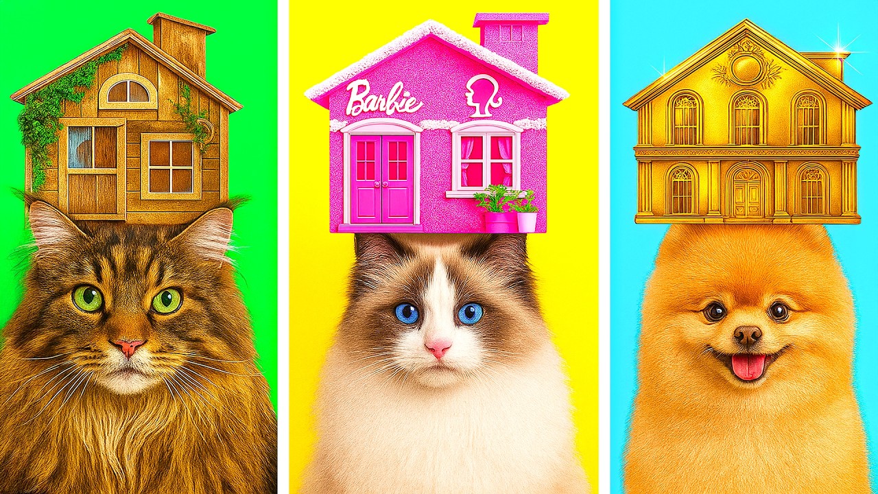 Paw-some Pet Paradise: Creative Room Transformations! 🐾🏠