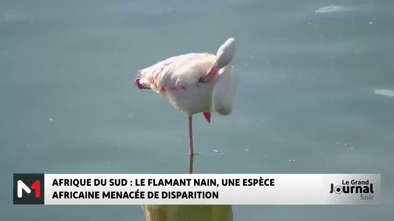Afrique du Sud : le flamant nain, une espèce africaine menacée de disparition