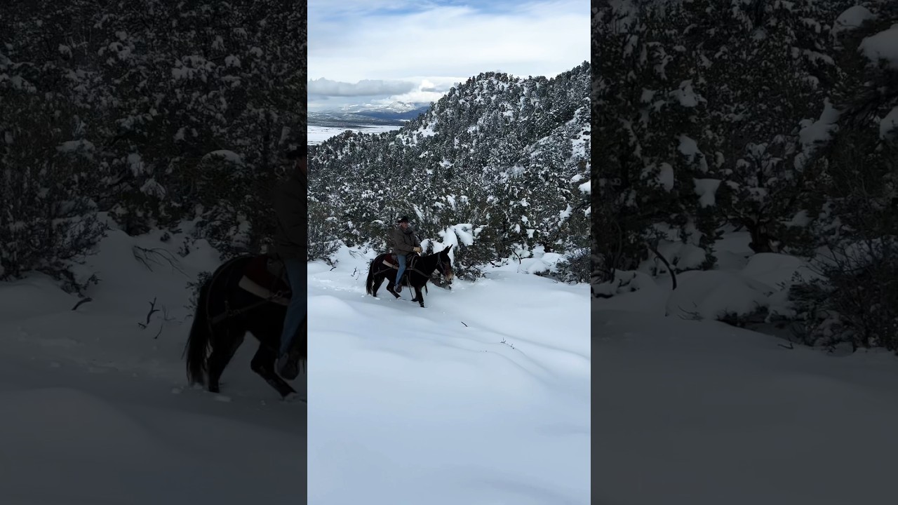 Crazy ain&rsquo;t crazy any more #mules #mulemanship #mulesofttraining