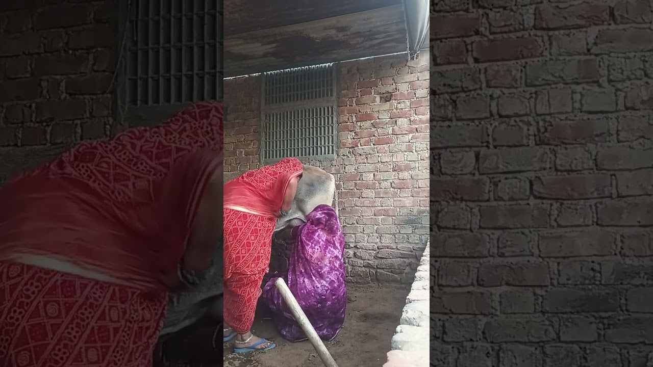 फिर से कोशिश के दूध निकालने की