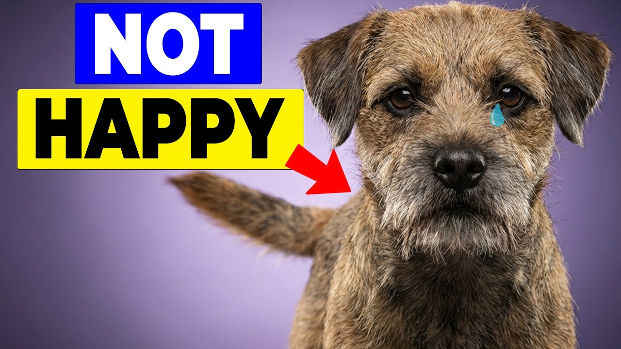 Your Dog Is Trying To Tell You THIS When They Wag Slowly