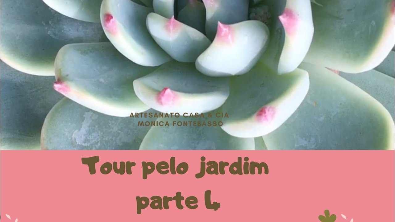 Atualização parte 4 - jardim de casa #suculentas