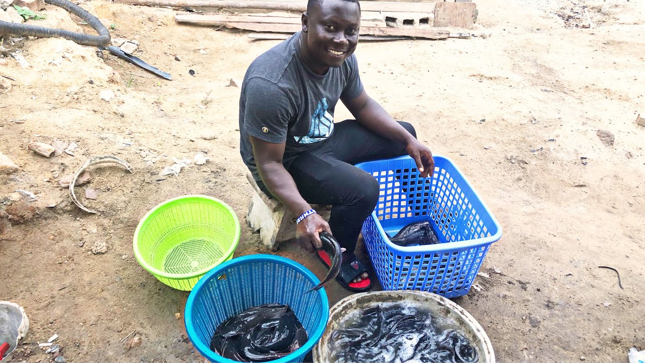 Sorting Catfish | Simple steps to sorting Catfish
