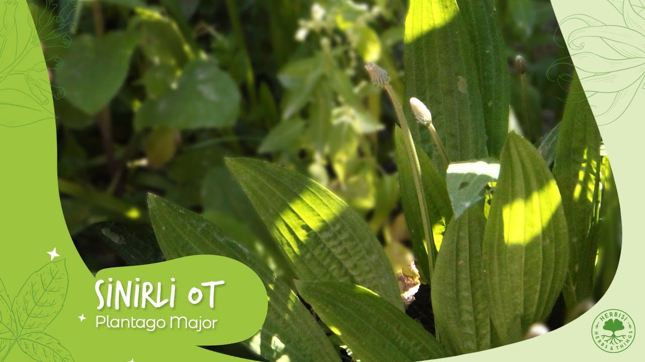 Sinirli Ot (Geniş Yapraklı) | Plantago Major Faydaları ve Kullanımı