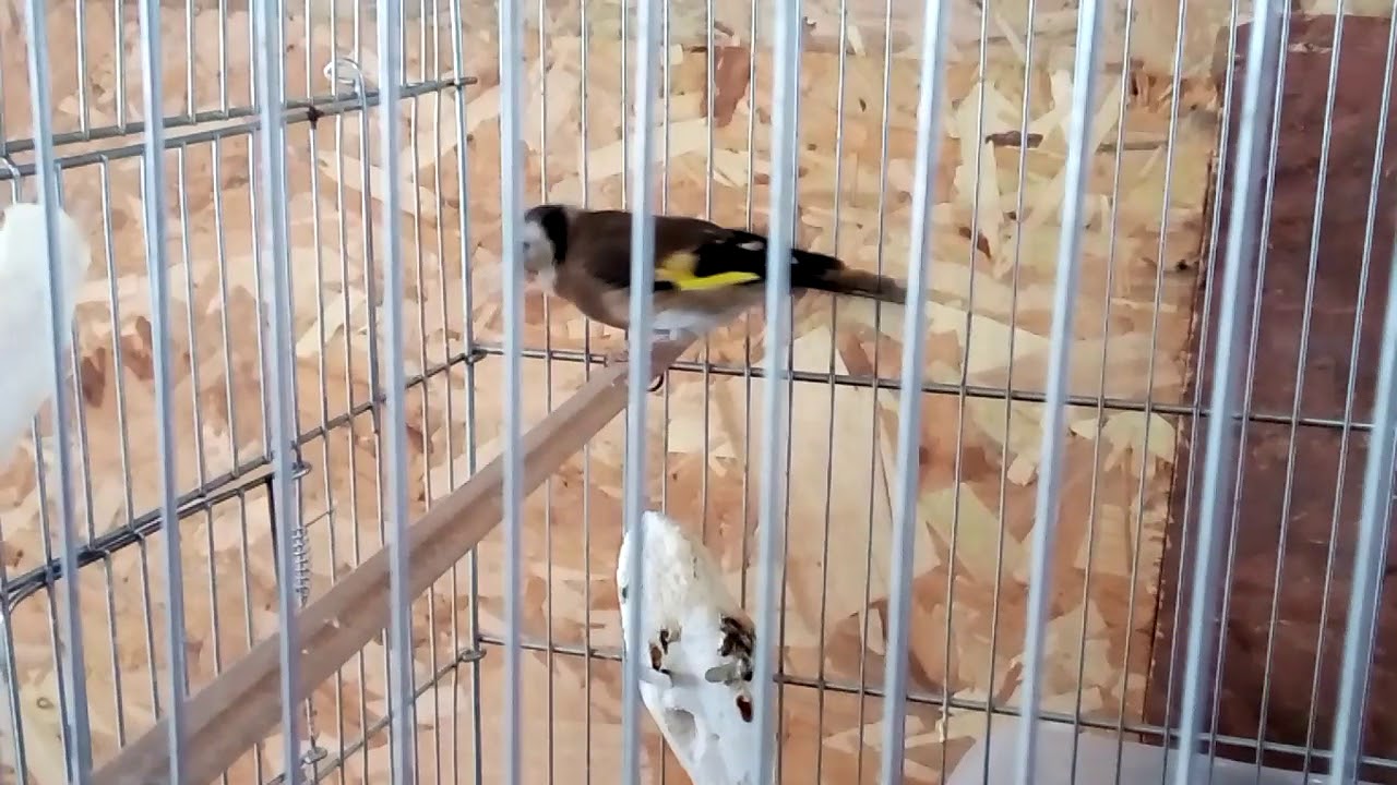 Akgerdan bilezikli