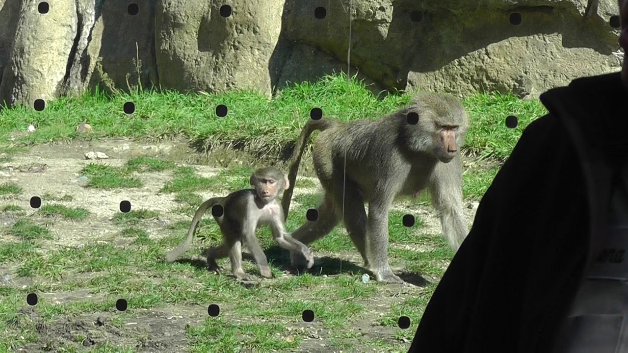 Hamadryas Baboon Exhibit - San Diego Zoo 2019