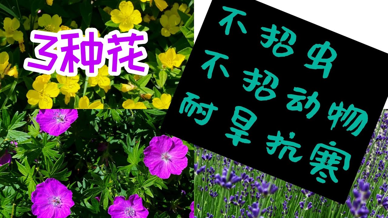 3种不招虫，不招动物，非常耐旱，抗寒的花，薰衣草-English lavender，老鹳草-hardy geranium，月见草-evening primrose