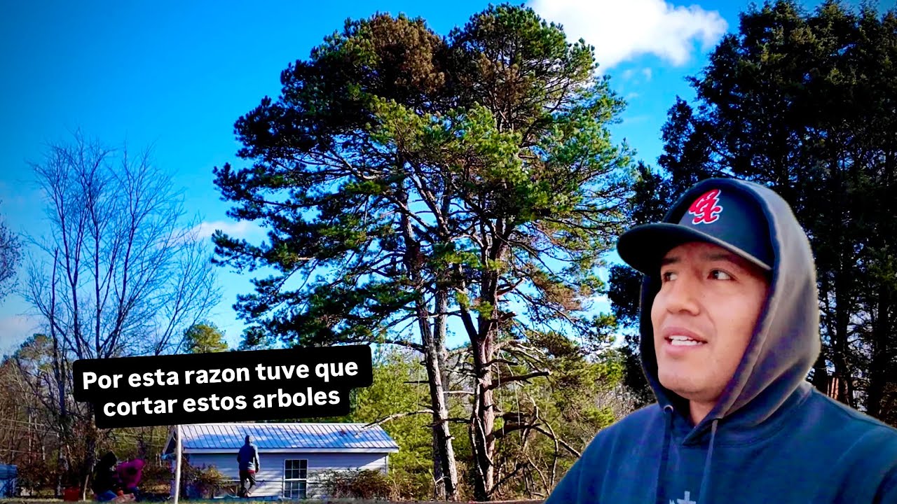 Una familia Guatemaltecos 🇬🇹 vinieron y cortaron estos arboles aqui en Tennessee 🇺🇸 