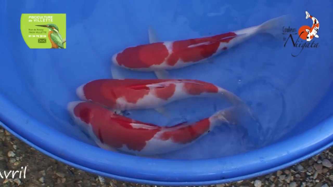 Journ&eacute;e Tosa&iuml; 2017, Pisiculture de Villette