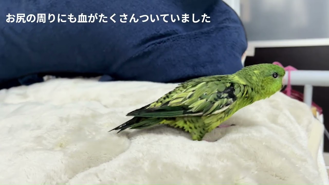 らら＠サザナミインコの病気のお話