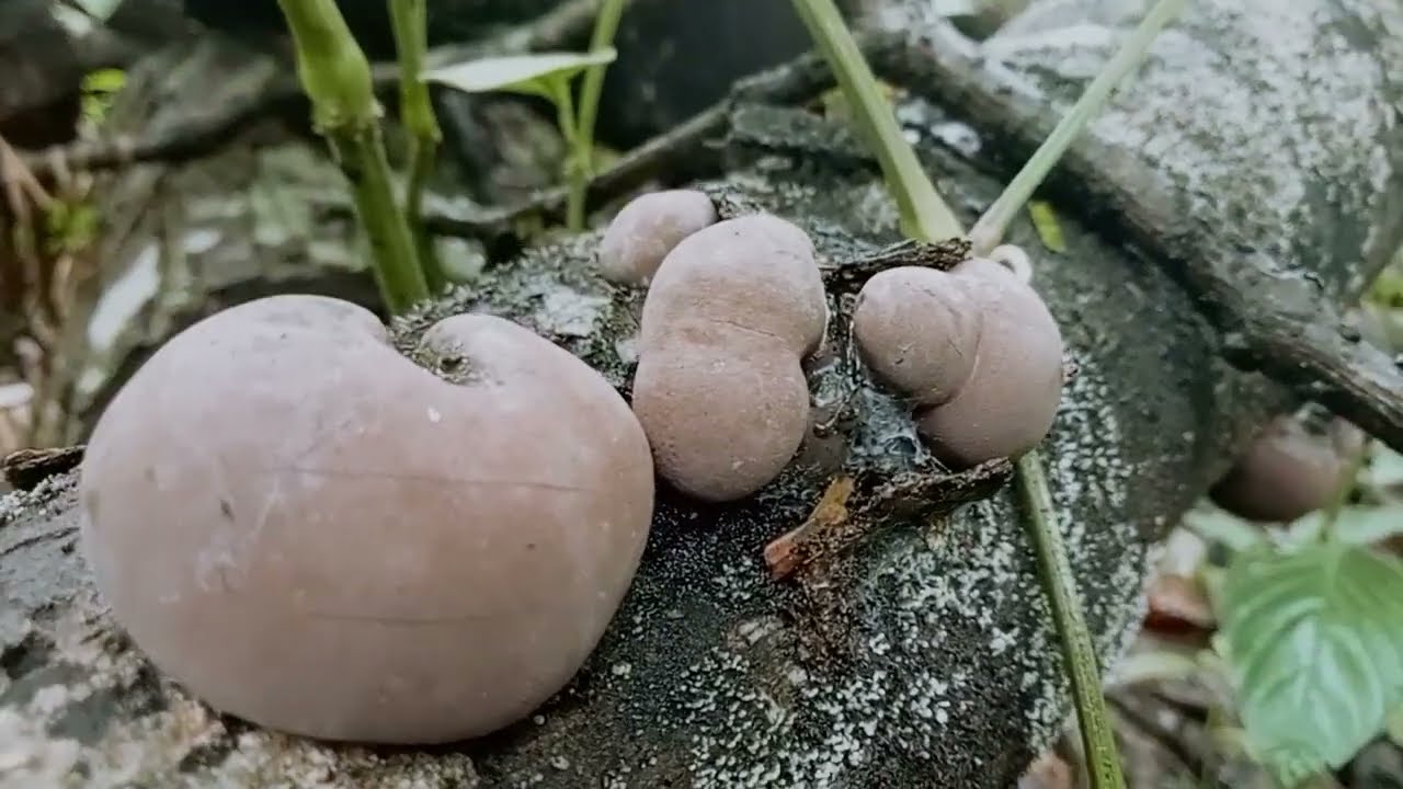 Extraordinary Natural Beautiful Mushroom 🤗🥰//Jamur-jamur Cantik Alam Luar Biasa 🤗🤗🥰#infoalam