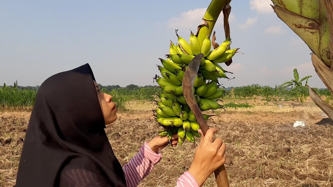 Ambil Pisang Emas (Golden Banana) di Sawah, Buat Makanan Manis dan Segar