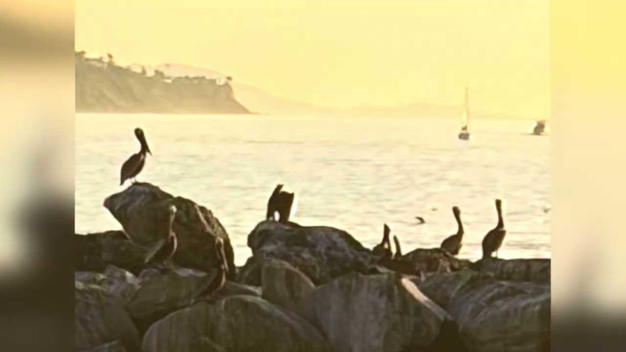 Redondo Beach Pier at sunset #pelicans #socal #sunset #redondobeachca 