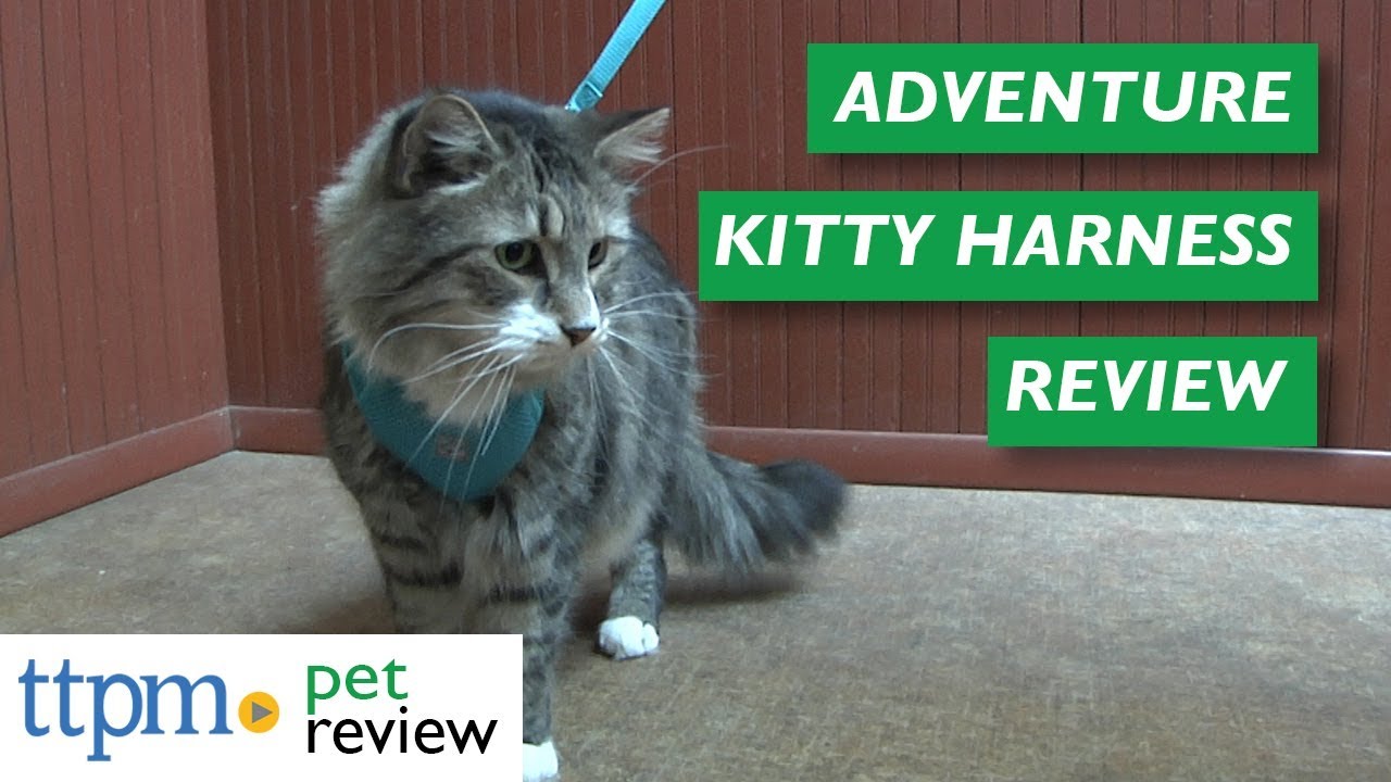 Adventure Kitty Harness from RC Pets