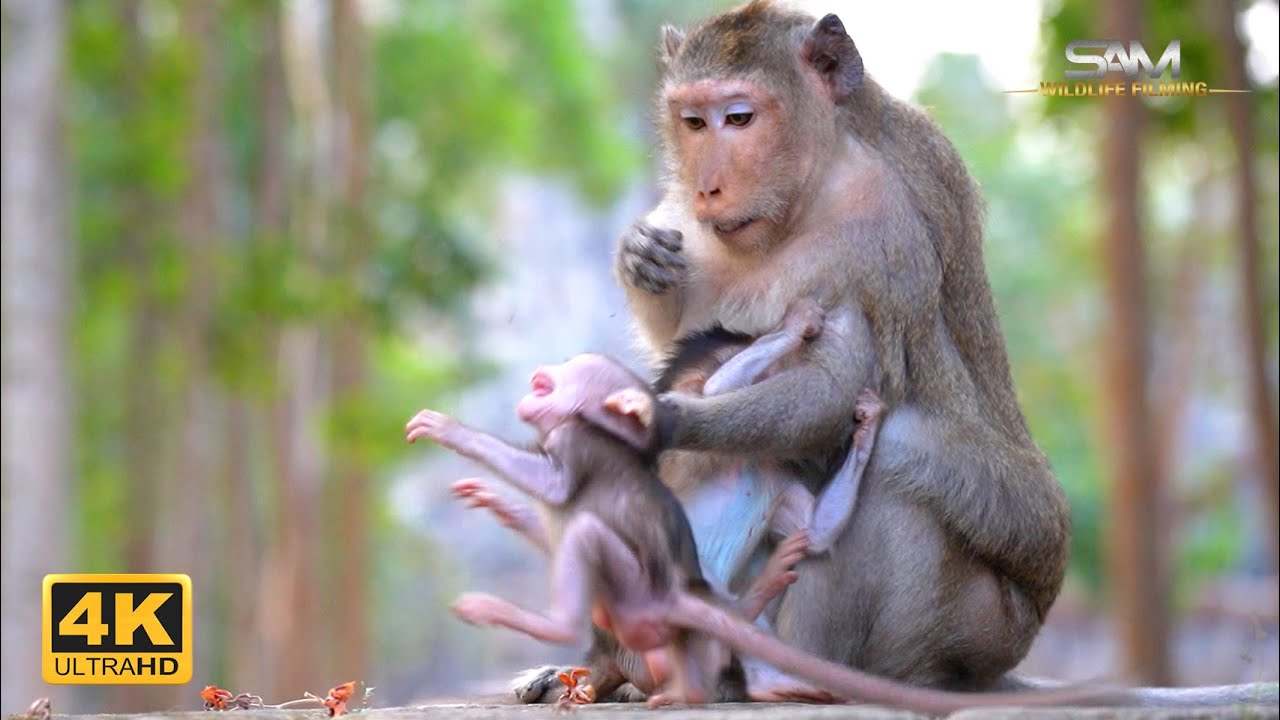 SPRING's Rule: Don't Touch Me, Only My Children Can
