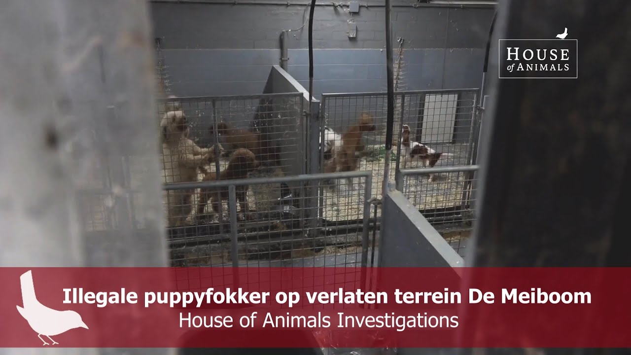 Illegale puppyfokker op verlaten terrein De Meiboom in Diessen - House of Animals Investigations