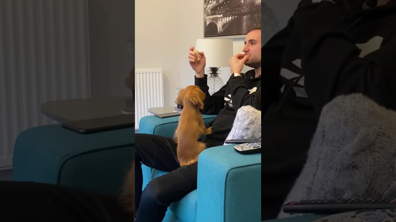 Ruby Cavalier King Charles spaniel puppy  loves banana