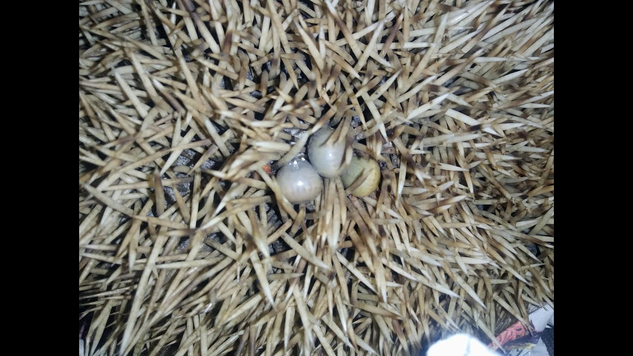Parásitos externos erizos: garrapatas
