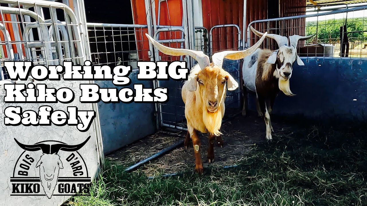 Handling BIG Kiko Bucks | How We Safely Check Our Bucks | Goat Video