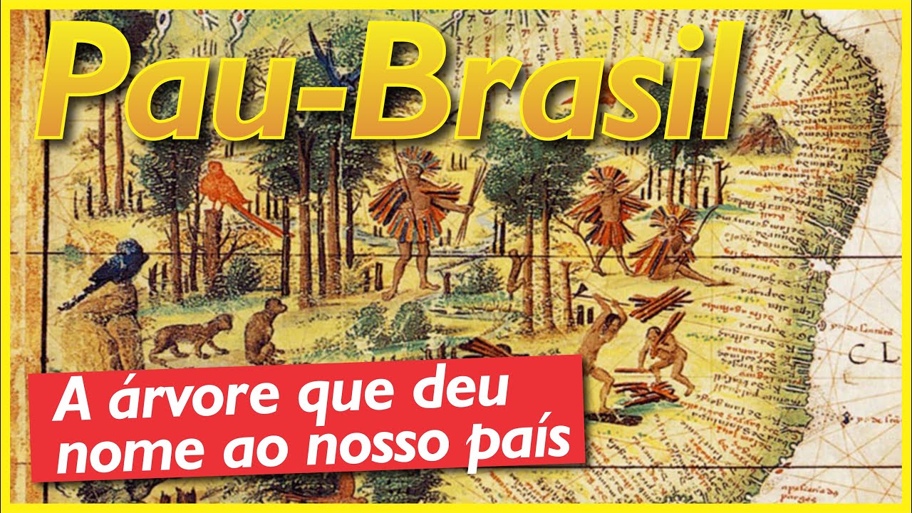 Pau-Brasil: a &aacute;rvore que deu nome ao nosso pa&iacute;s