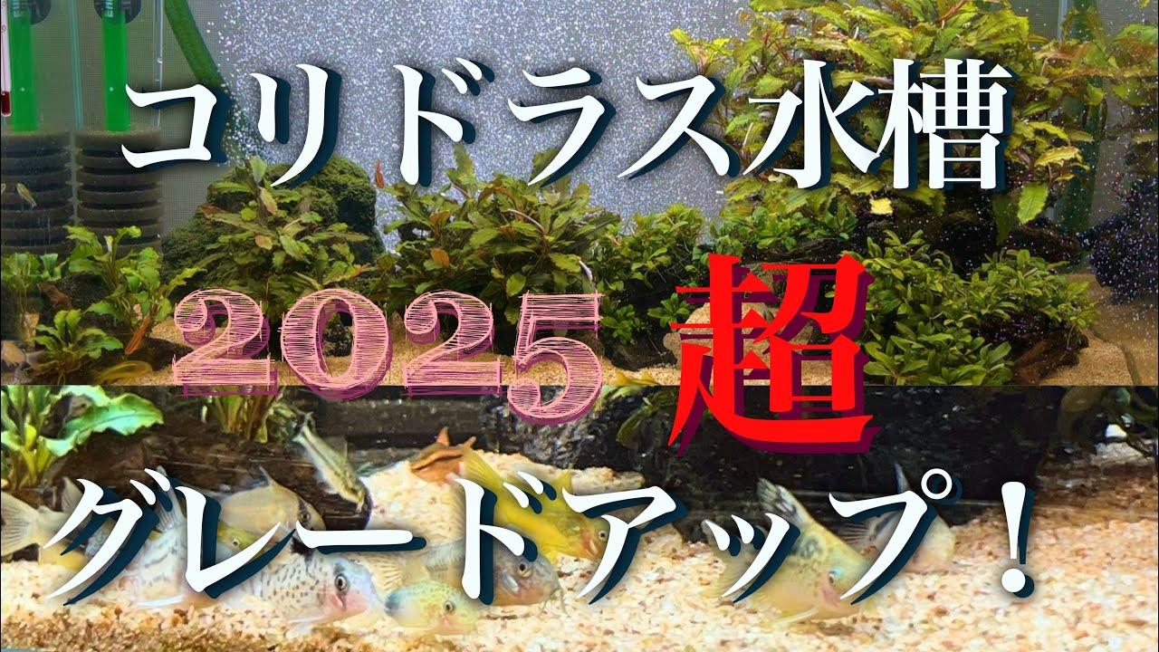 コリドラス水槽超グレードアップしてみた！