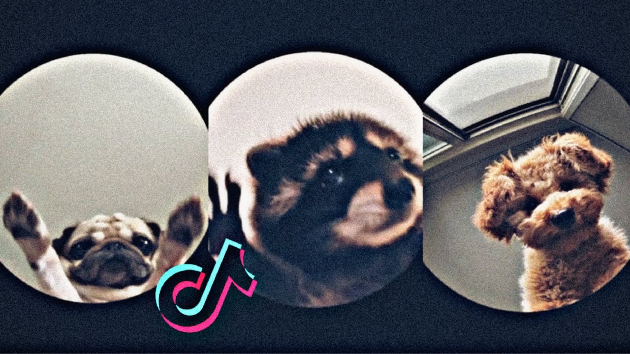 Pedro Pedro Pedro 🦝 TikTok Compilation 🦝 Animals Compilation
