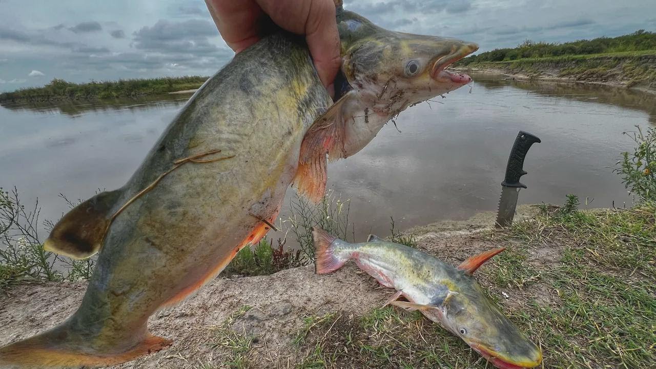 ÉNORMES Manduvis : pêche incroyable en balade, campagne et nature