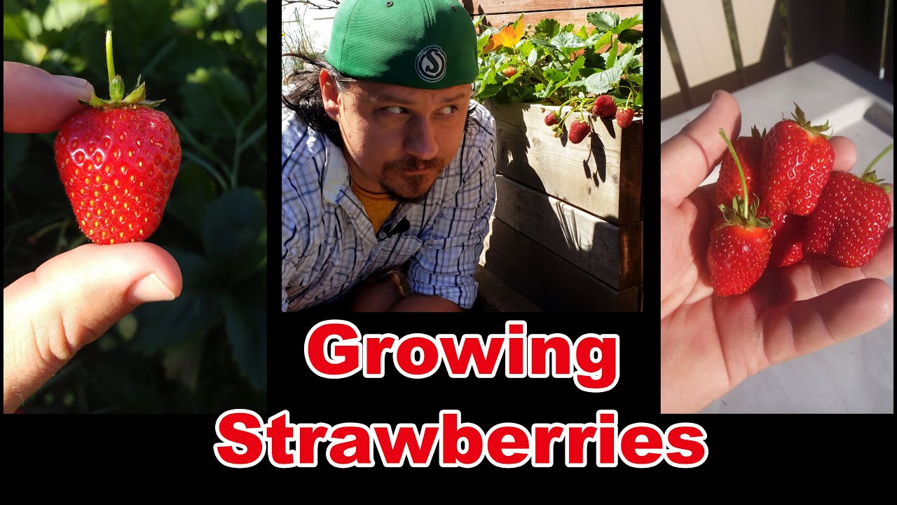 Growing Strawberries - Maintenance Time