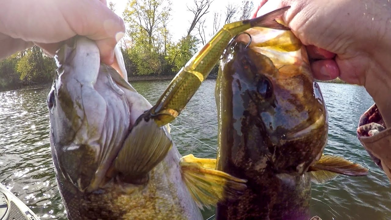 Two Fish One Swimbait!