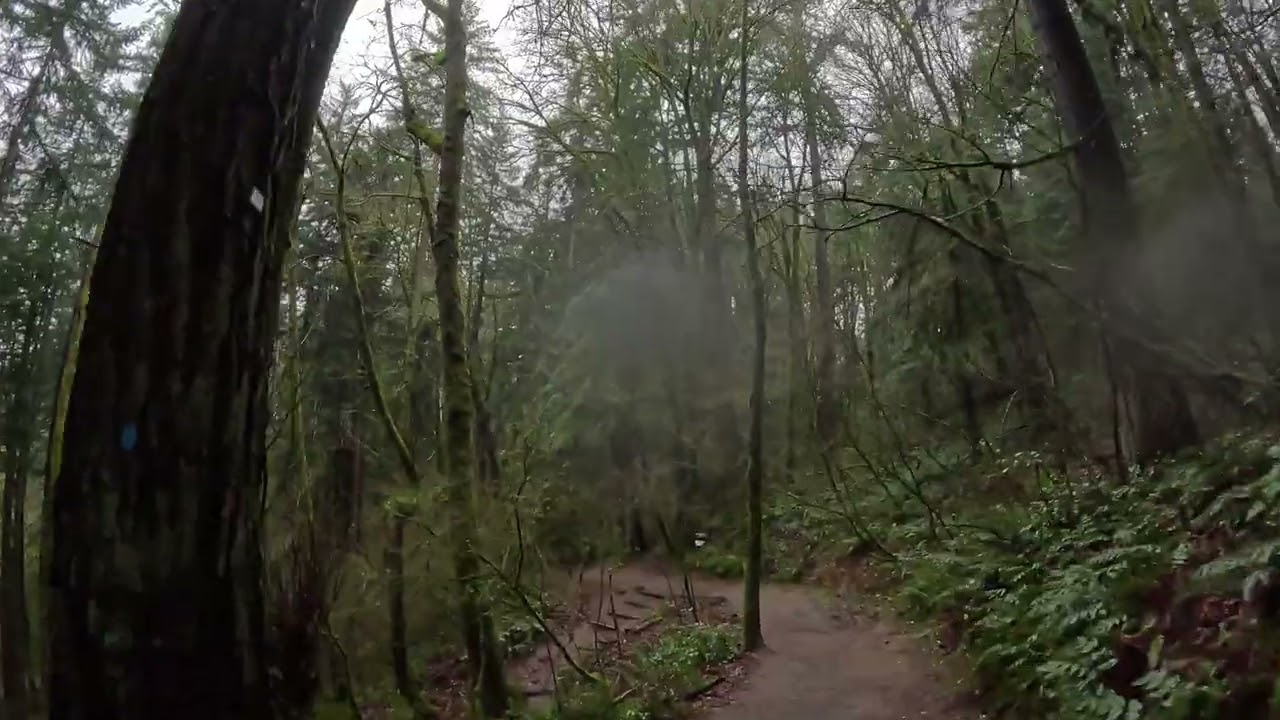 Rainy silent hike in Forest Park, Portland OR to footbridge over Burnside. Peaceful walk in trees.
