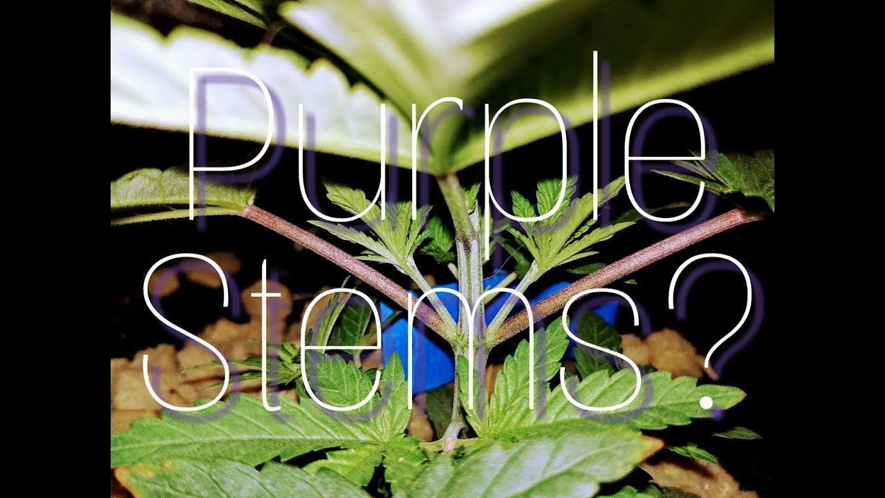 Purple Stems? Could be Magnesium Deficiency