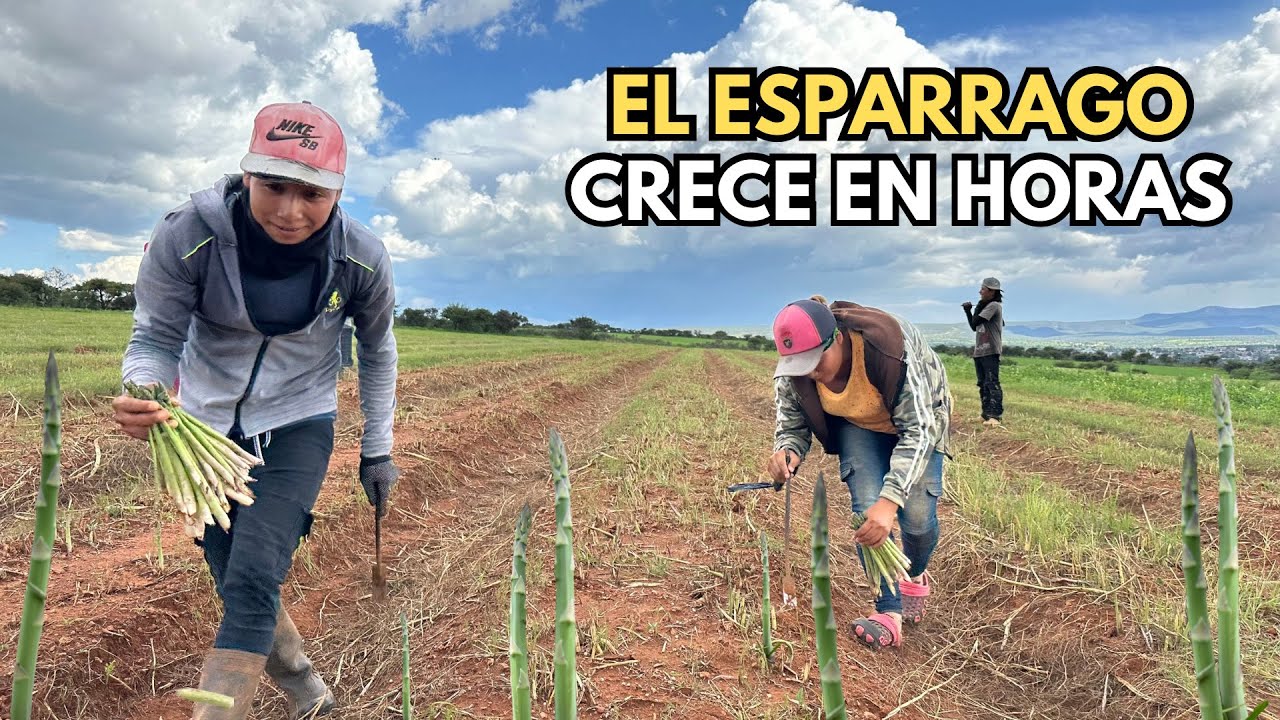 COSECHA DE ESPÁRRAGOS EN MÉXICO