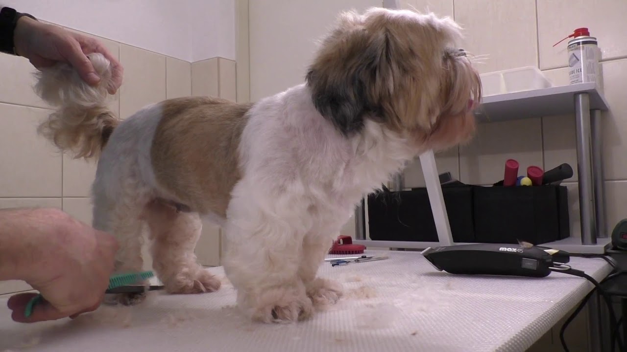 Stříhání slečny Shih Tzu