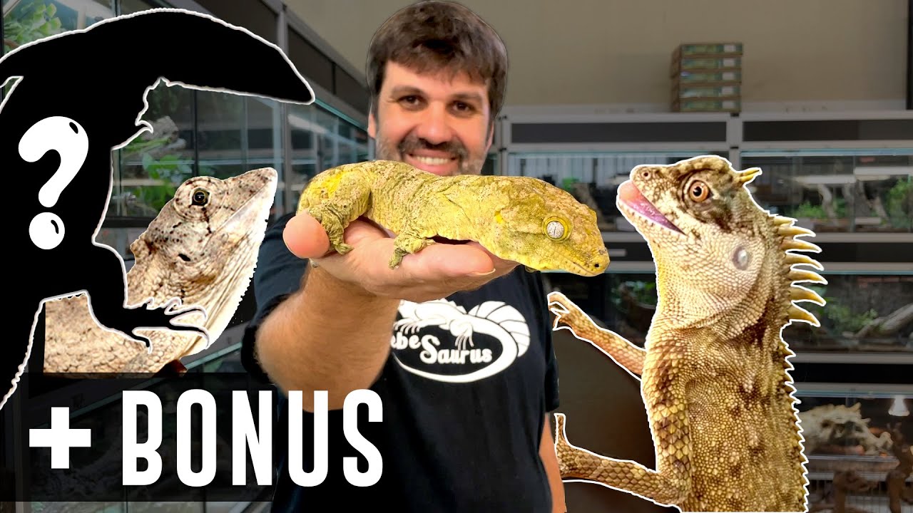 3 lézards méconnus pour débuter - FACILES ET DOCILES (+Bonus)