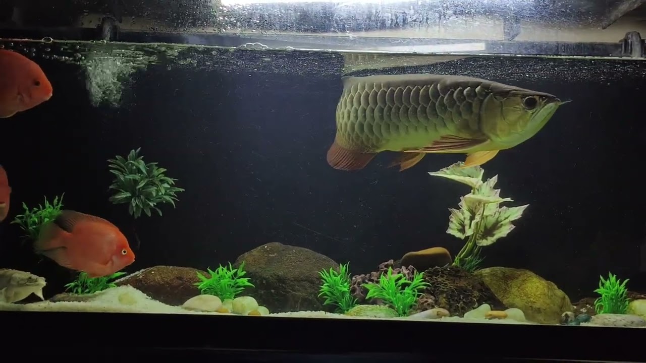 || My 4.5 year old Highback Golden Arowana with tankmates || 