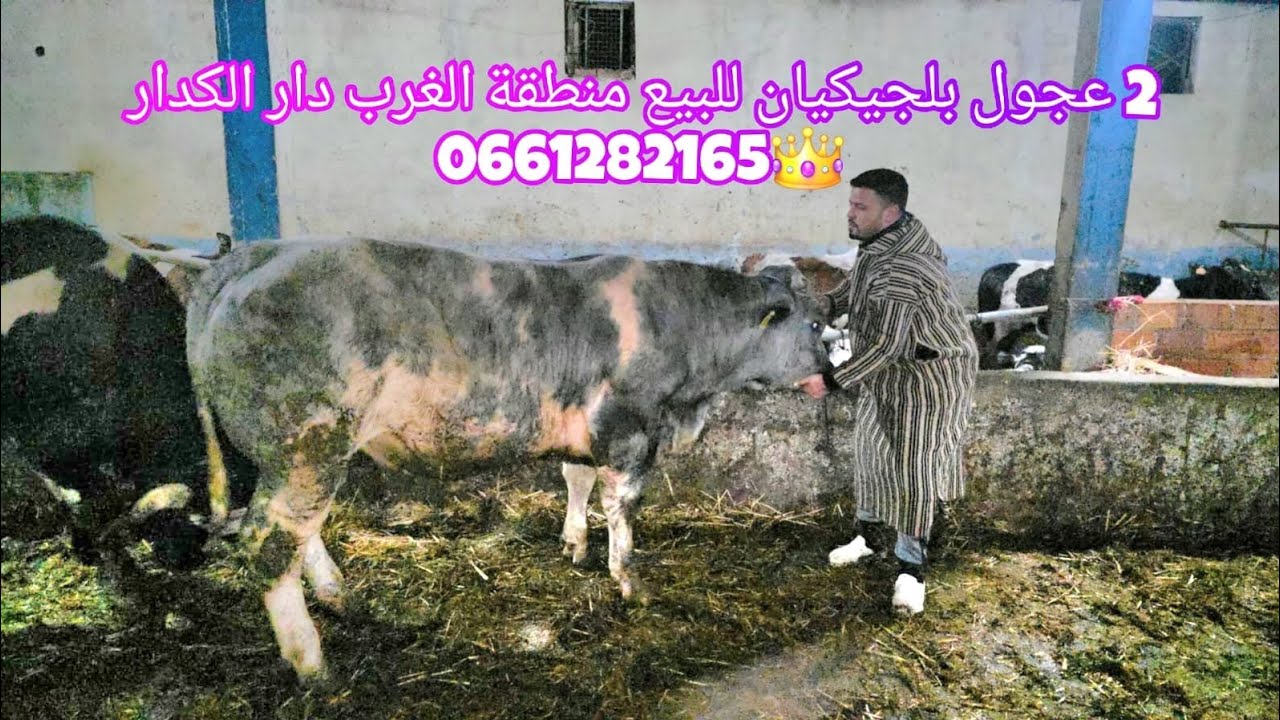 2 عجول بلجيكيان للبيع منطقة الغرب دار الكداري 0661282165👑