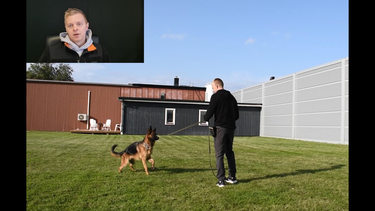 Problemhundar - här är lösningen