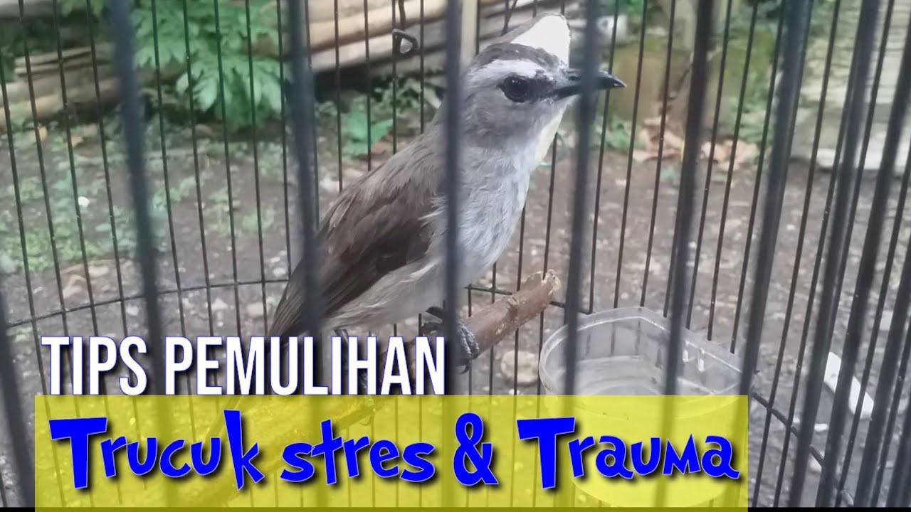 cara pemulihan Trucukan stres & Trucukan Trauma