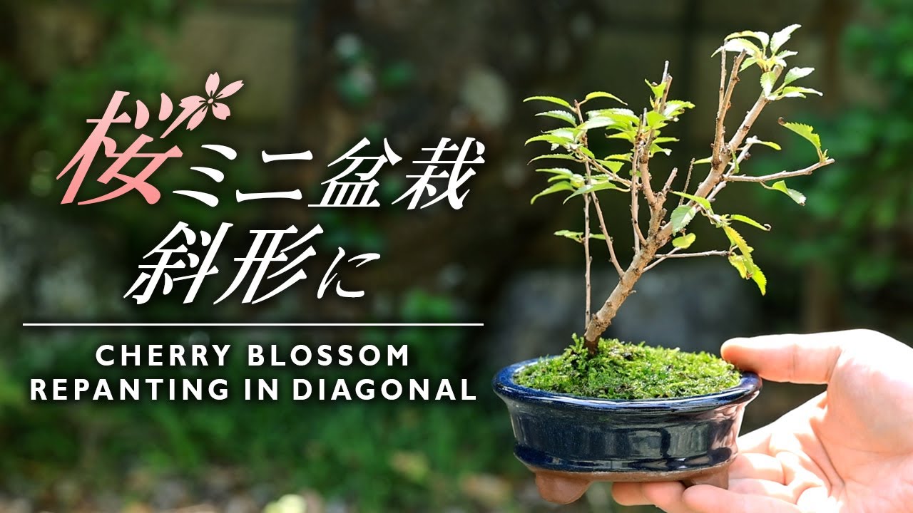 桜を植え替えて斜幹ミニ盆栽に 【Bonsai diary 盆栽日記 9/19】初心者の簡単盆栽の作り方 育て方 やり方 さくら 苔 コケ Cherry blossoms moss EOS R5